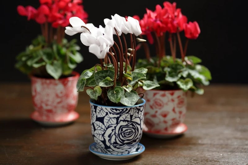 Cyclamen