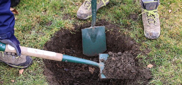 Planting trees for loved ones who lost their lives during the pandemic