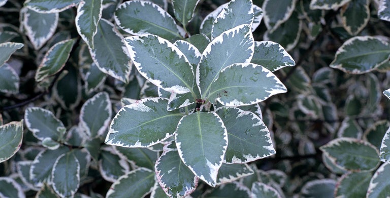 Pittosporum