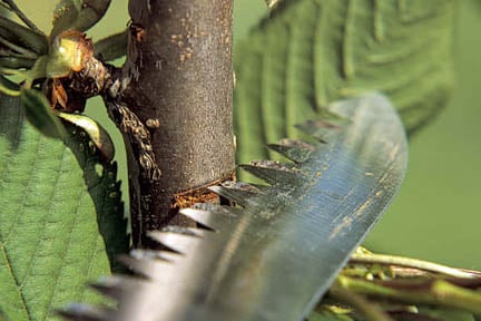 Cuts made to some plants can bleed sap. Credit:RHS/The Garden.