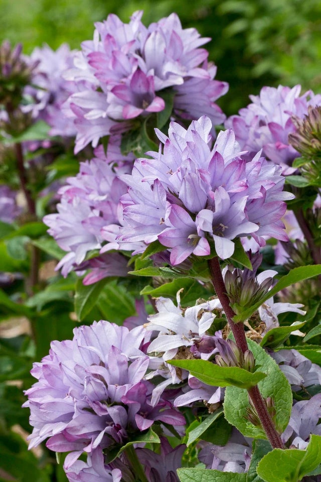 Perennials for pollinators