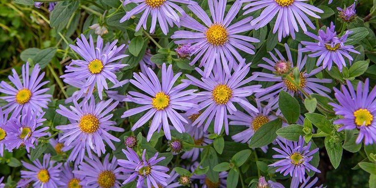 Buy asters from RHSplants.co.uk