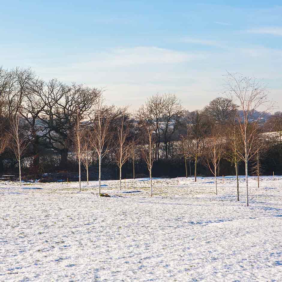 Native Cold Climate Trees Cold climate: plants for | RHS Advice