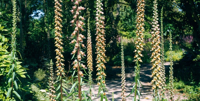 Perennial foxgloves