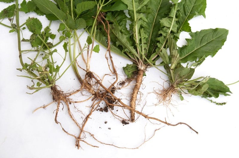 How to Weed a Bed Efficiently | RHS Advice
