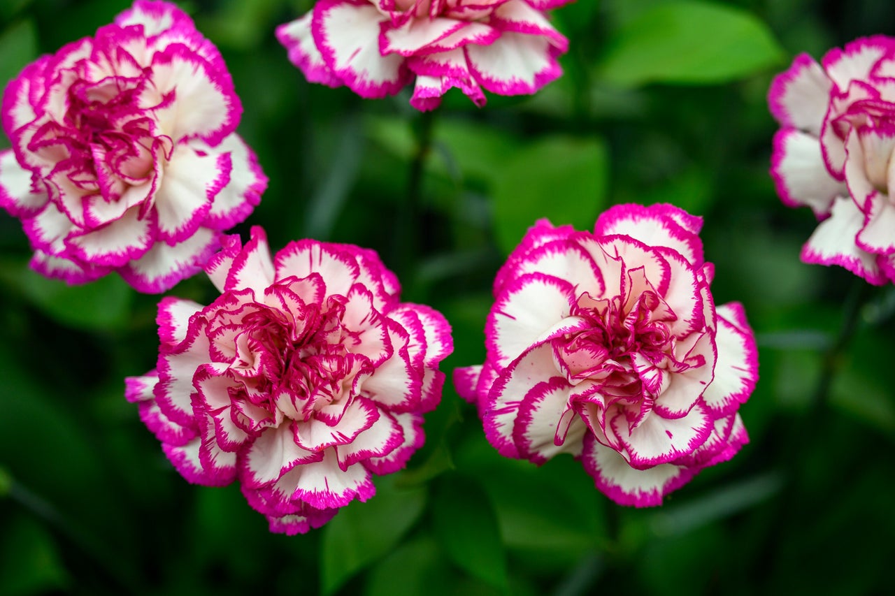 Carnations