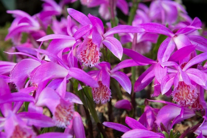 Ministry of Botany