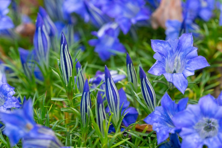 Buy gentians from RHSplants.co.uk