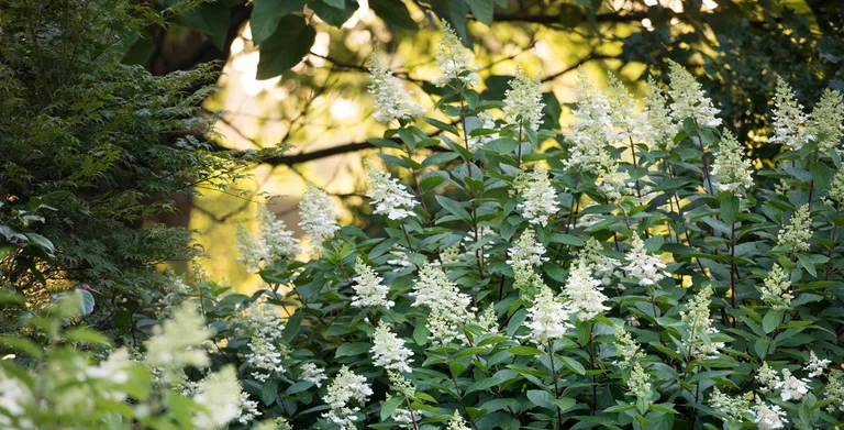 Hydrangea Semmannii Rhs Willow trees / RHS Plant Guide