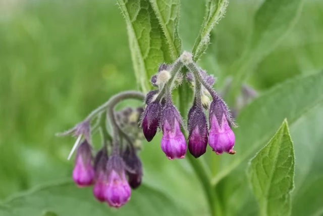 Buy comfrey from RHS Plants