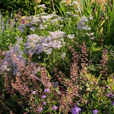 Many plants thrive in chalky soils
