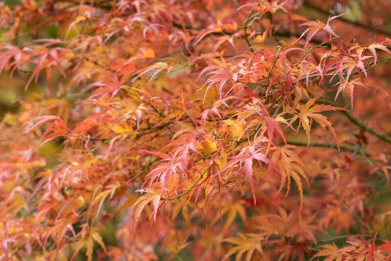 Miles Japanese Maples