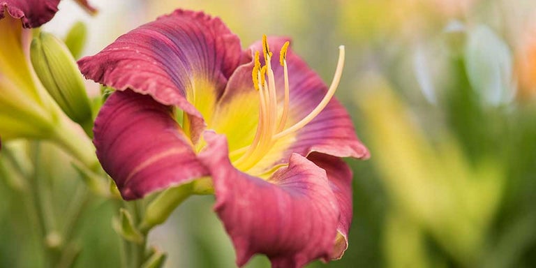 Buy hemerocallis from RHSplants.co.uk