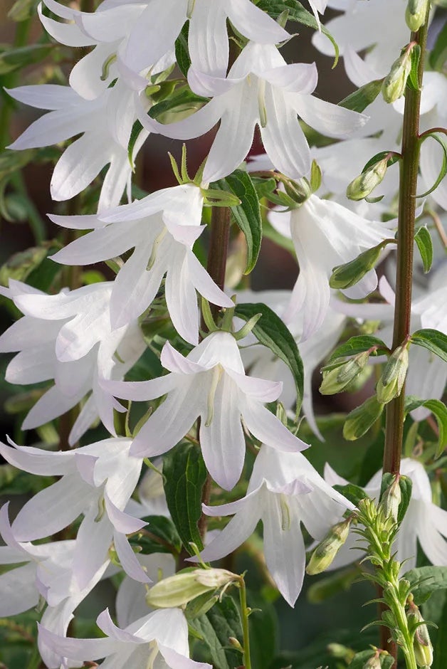 New plants: Adenophora 'White Blaze'