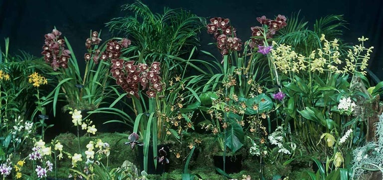 Danger and Desire: The seductive power of orchids