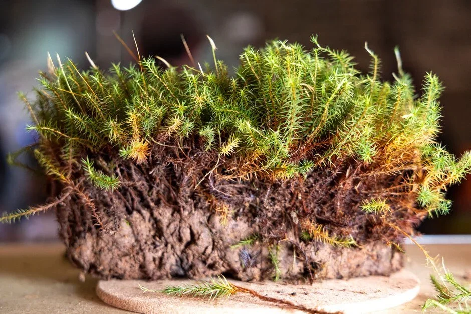 3. Haircap moss