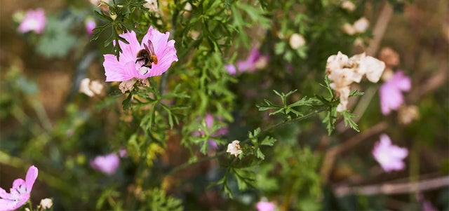 Wildflowers for urban pollinators
