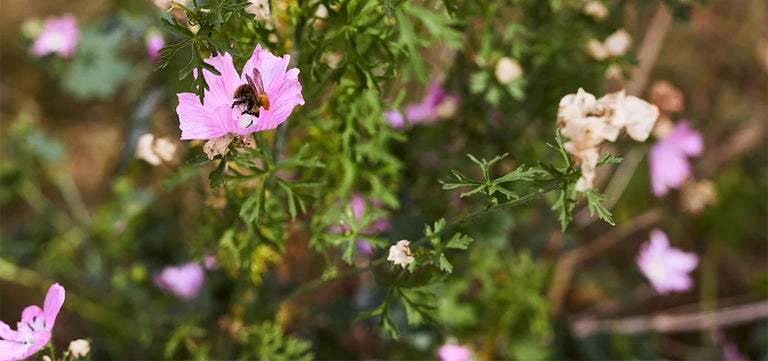 Wildflowers for urban pollinators