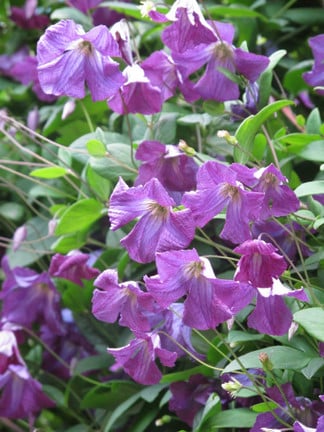 Clematis problems: frequently asked questions