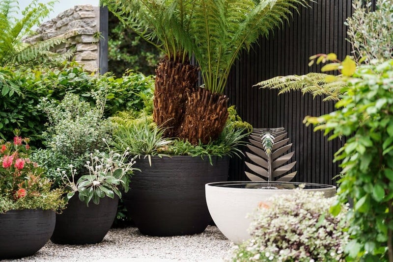 Growing plants in containers: Expert Guide | RHS Advice