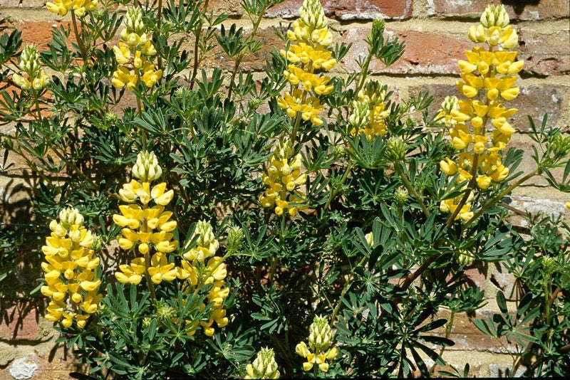 Cheerful yellow bush