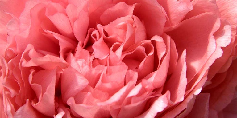 Buy peonies from RHSplants.co.uk