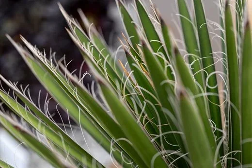 Primal Plants