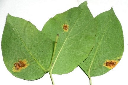 Pear Rust: Identification & Control | RHS Advice