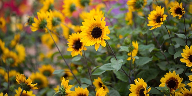 Buy helianthus from RHSPlants.co.uk