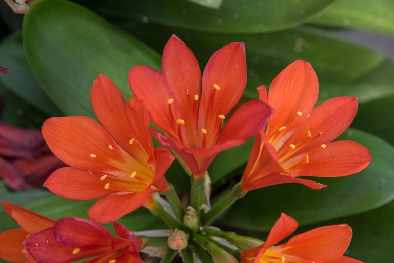 Buy clivias from RHSplants.co.uk