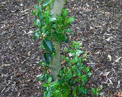 RHS hardiness ratings