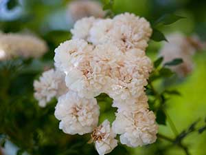Roses (Rosa) / RHS Plant Guide