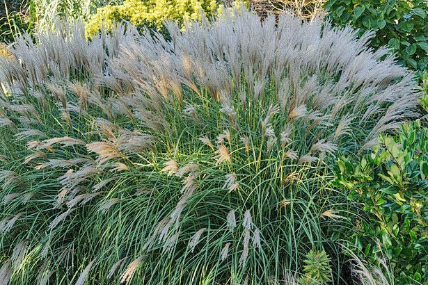 Learn about grasses