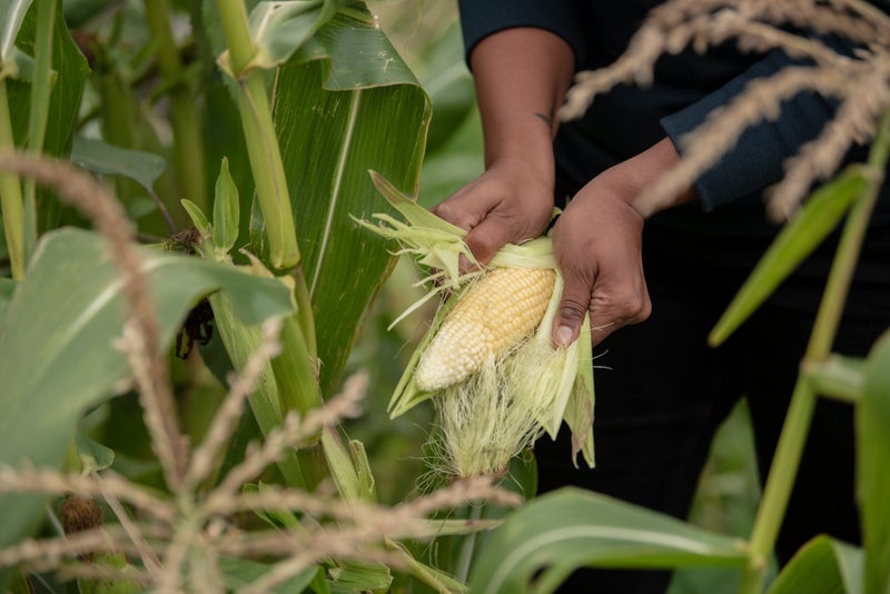 Sweetcorn cobs being harvested on an allotment