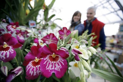 Buying: garden centre plants
