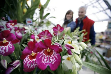 Buying: garden centre plants