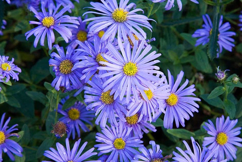 The perfect perennial?