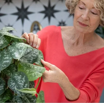 Inspecting a houseplant