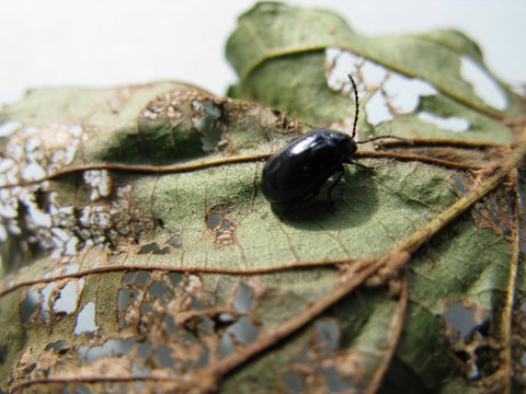Fuchsia Flea Beetle: How to Spot and Manage | RHS Advice