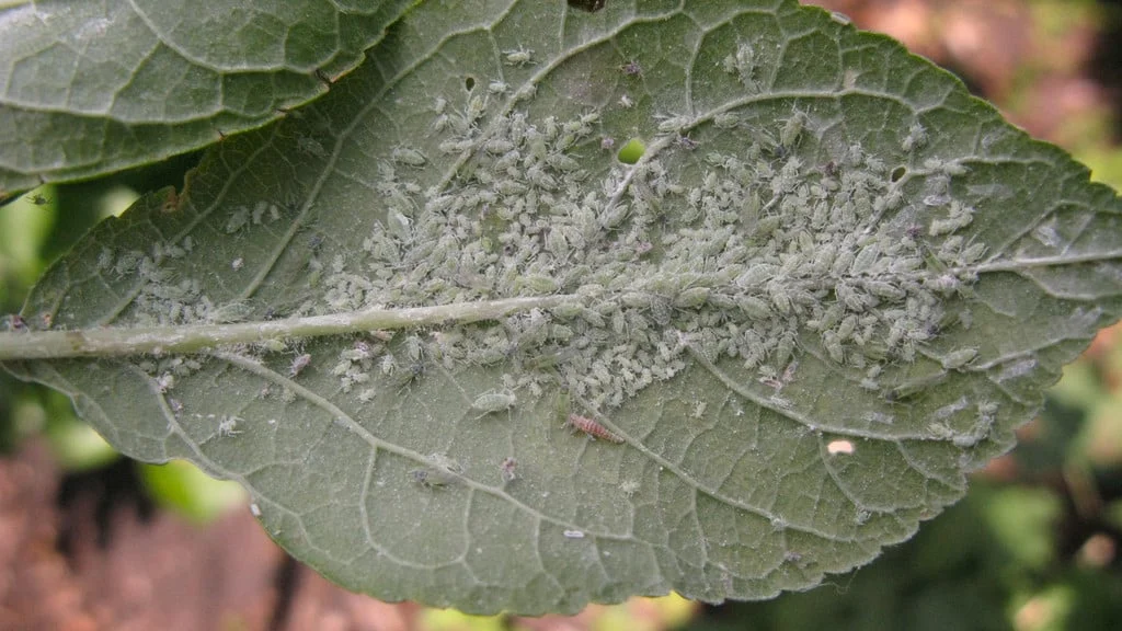 Aphids In Raspberry Fruit Aphids: Identification and Control | RHS Advice