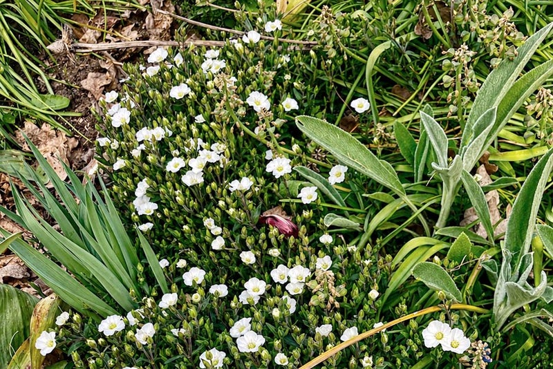 A group of white flowers and green plants