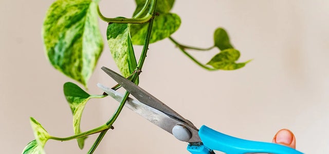 How to take cuttings from houseplants