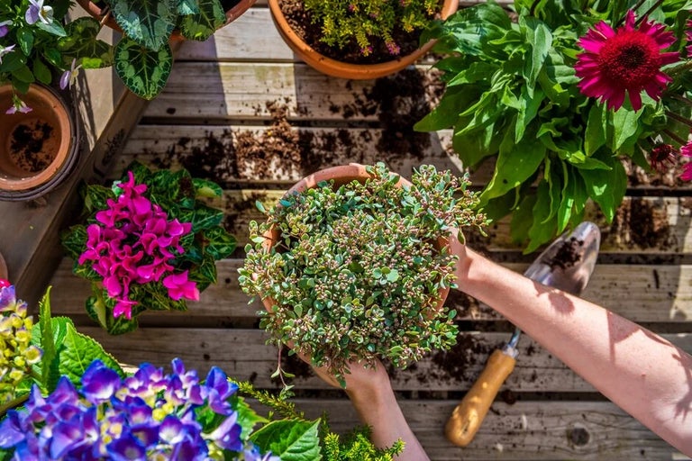 Study with the RHS today and start a new horticultural career