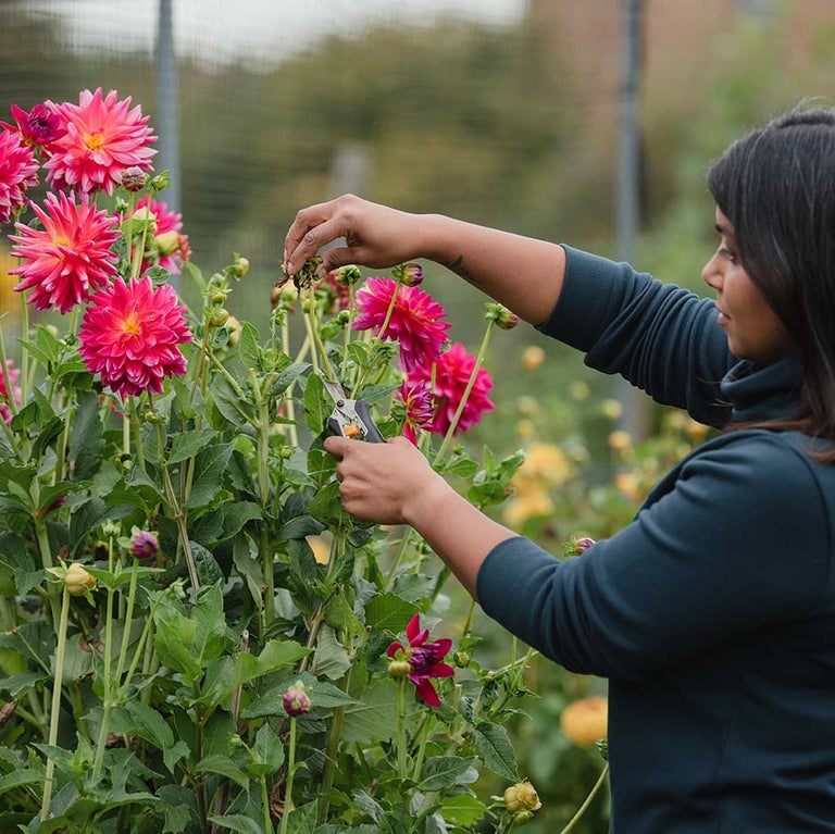 Deadheading plants