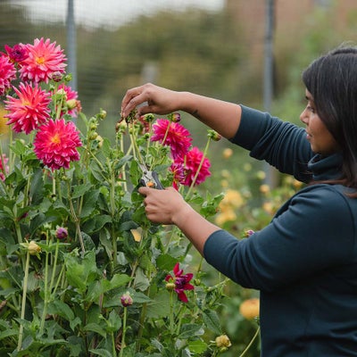 Deadheading dahlias keeps them flowering for longer