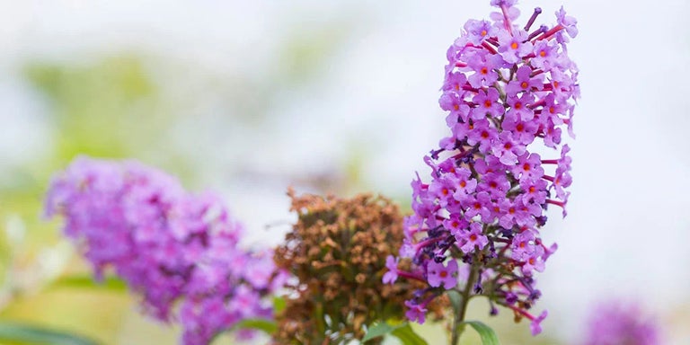 Buy buddlejas from RHSplants.co.uk