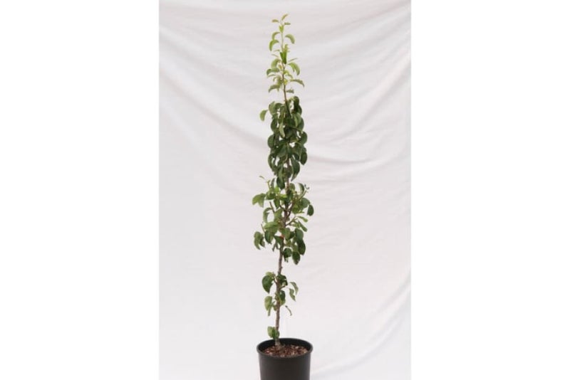 Apples and pears: starting a cordon | RHS Advice