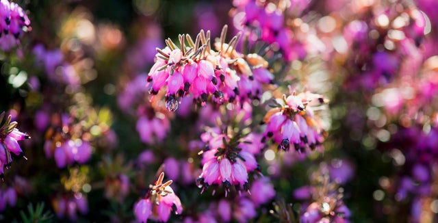 Ground-cover heathers