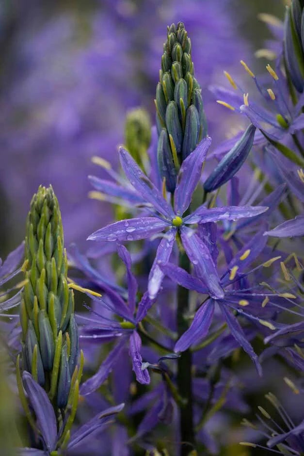 Camassia ‘Blue Danube’