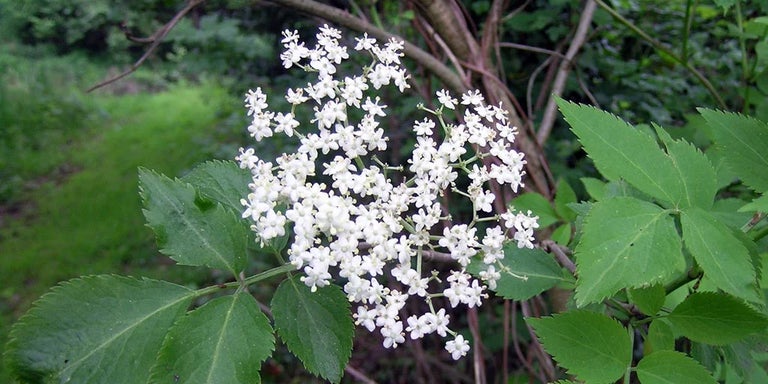 Buy Sambucus from RHSplants.co.uk